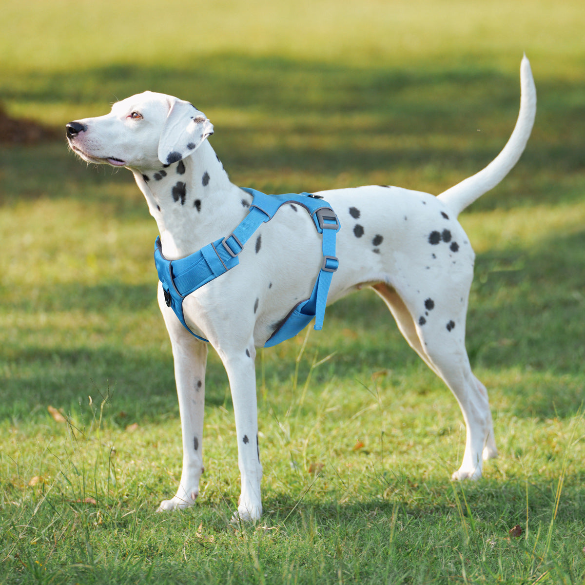 🐾 Starbind Multiverse Harness & Leashes